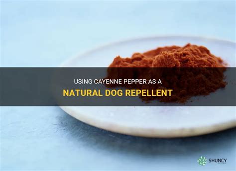 cayenne pepper dog repellent|cayenne pepper dog repellent recipe.